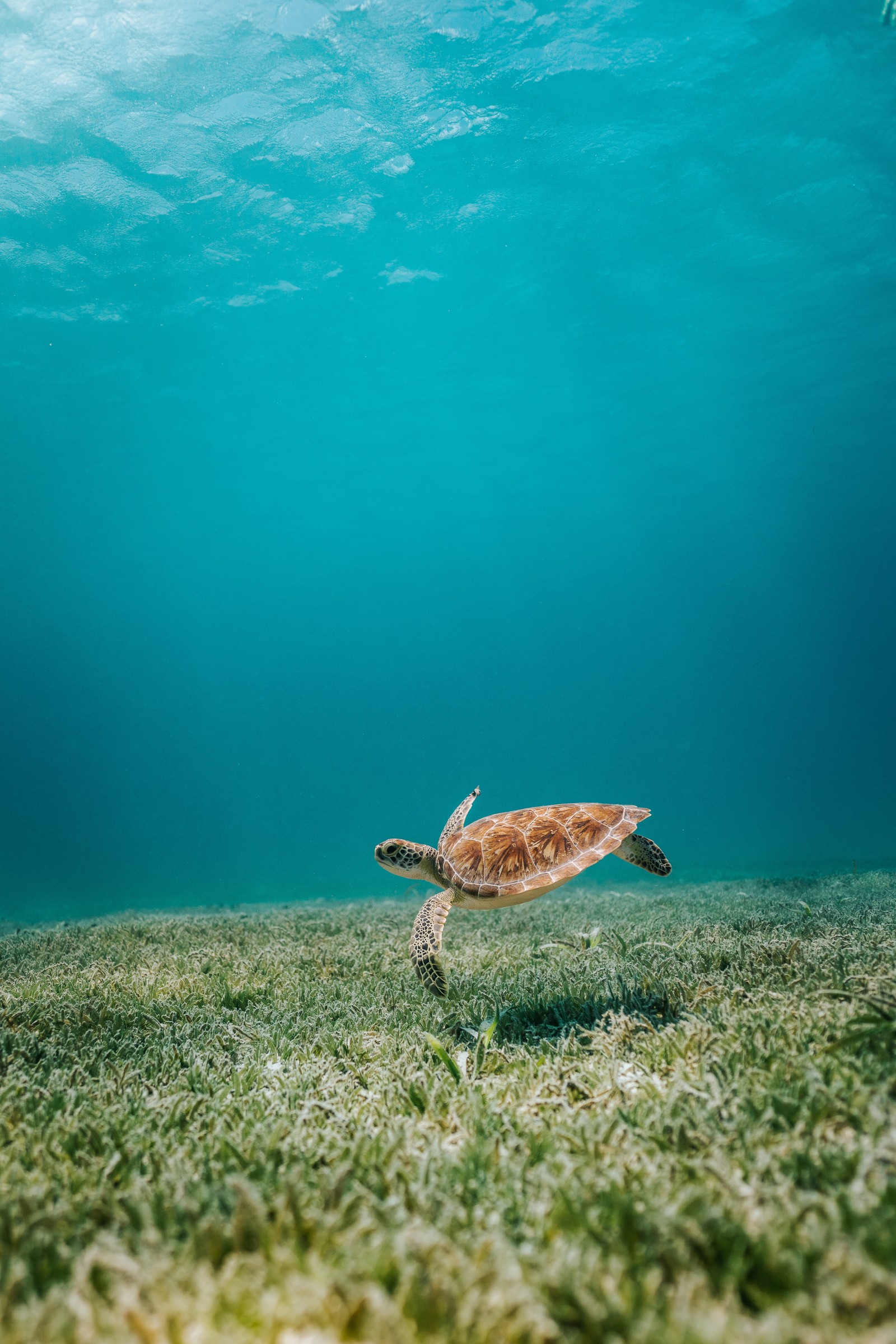 Eine schildkröte schwimmt im ozean mit einem fisch in der nähe (turquoise, wasser, schildkröte, grün, riff)