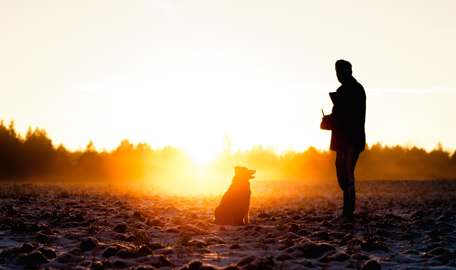 Ein mann und ein hund stehen auf einem feld bei sonnenuntergang (freundschaft, hitze, sonnenaufgang, morgen, abend)