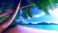 Tropical Paradise: Palm Trees Framing a Serene Caribbean Shoreline