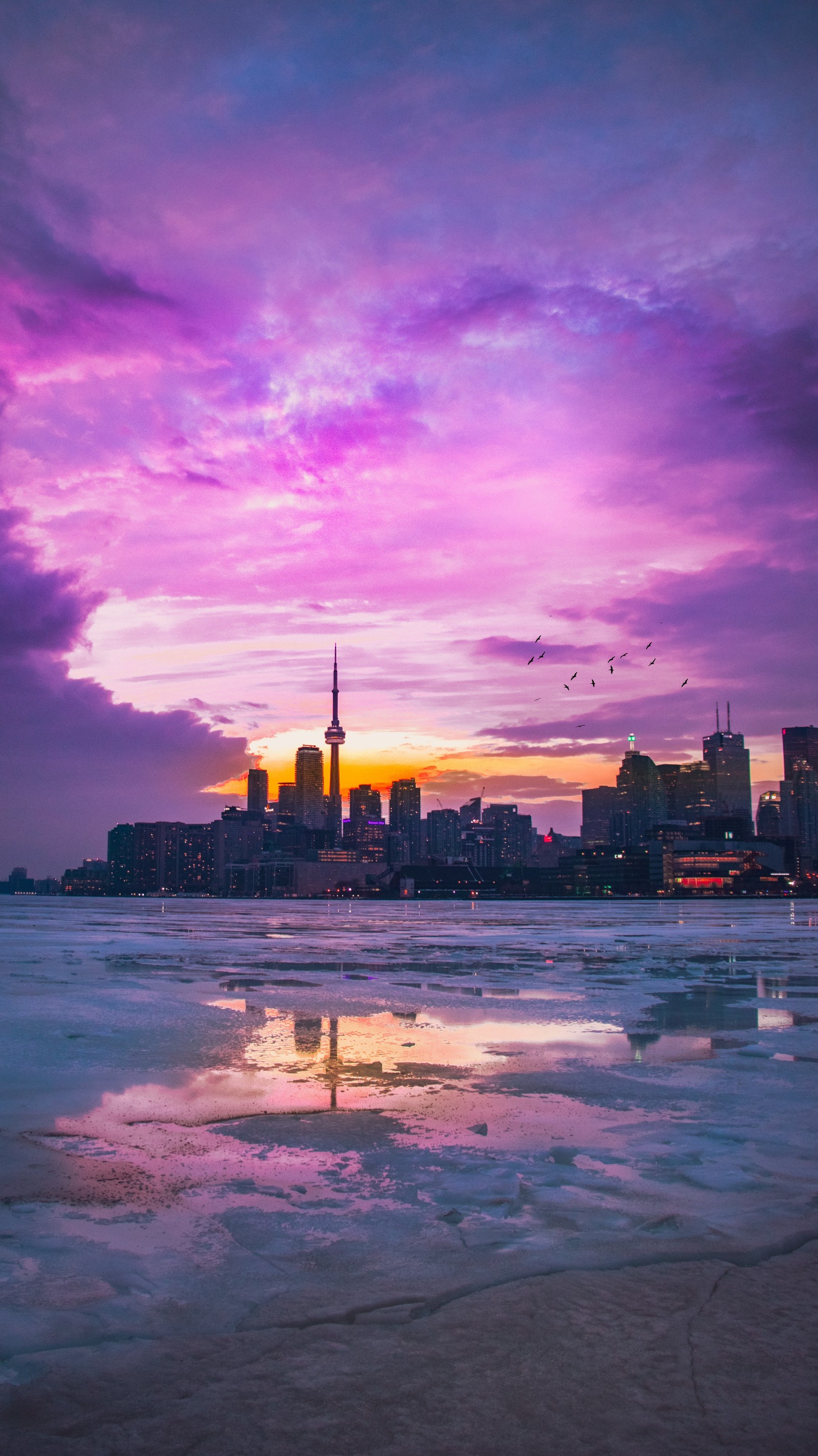 Cielo púrpura y rosa sobre una ciudad con un lago congelado (toronto, tableta, nube, agua, atmósfera)