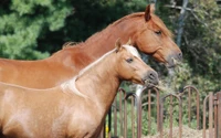 Mare and Stallion Grazing Together