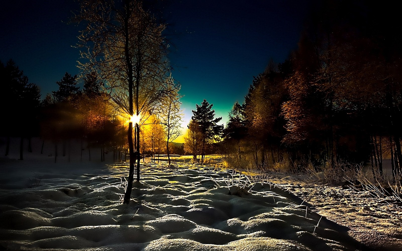 Snowy field with trees and sun shining through the trees (nature, tree, night, light, snow)