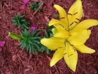 lily, flowering plant, yellow, plant, petal