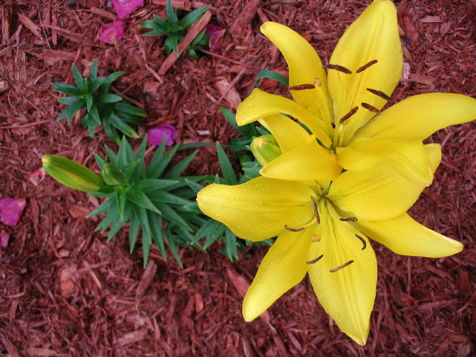 Flor amarela com estames vermelhos em um canteiro de jardim (lírio, planta com flores, amarelo, planta, pétala)