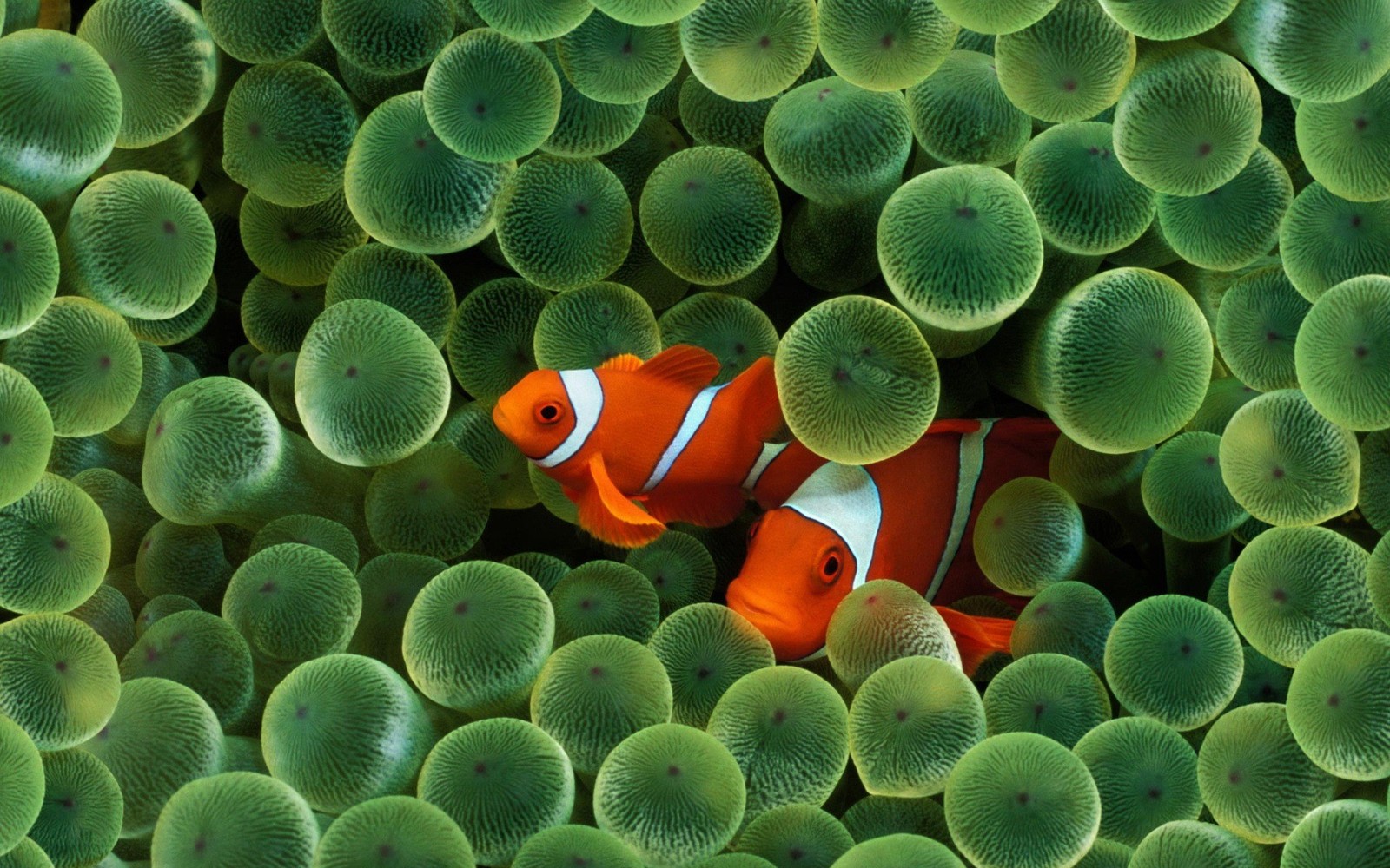 There are two clown fish in the middle of a sea of green plants (anemone fish, pomacentridae, marine biology, underwater, coral reef fish)