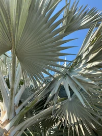 Canopée luxuriante de palmier dattier contre un ciel bleu clair