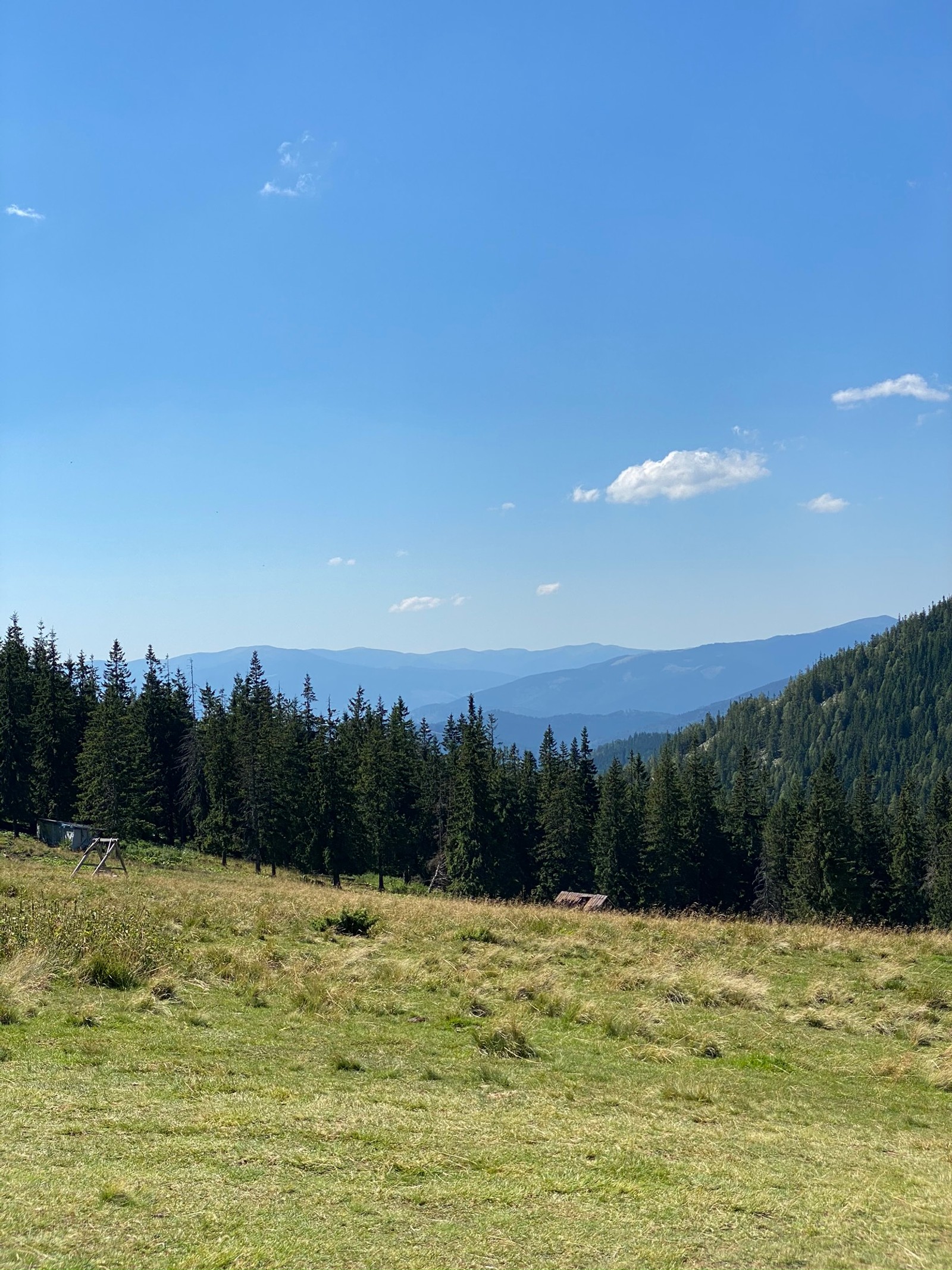 Une vache qui se tient dans l'herbe dans le champ (terrain, ventes, immobilier, propriété, maison)