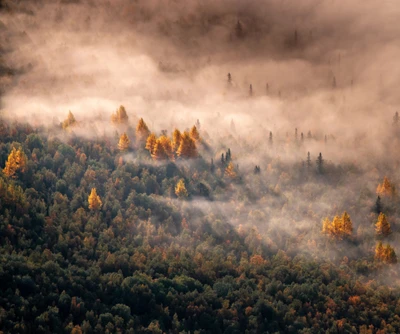 Forêt d'automne enveloppée de brume matinale : vue aérienne