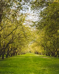 Verdant Pathway Through Lush Deciduous Trees