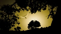 Dove in flight against a golden sunset silhouette of trees.