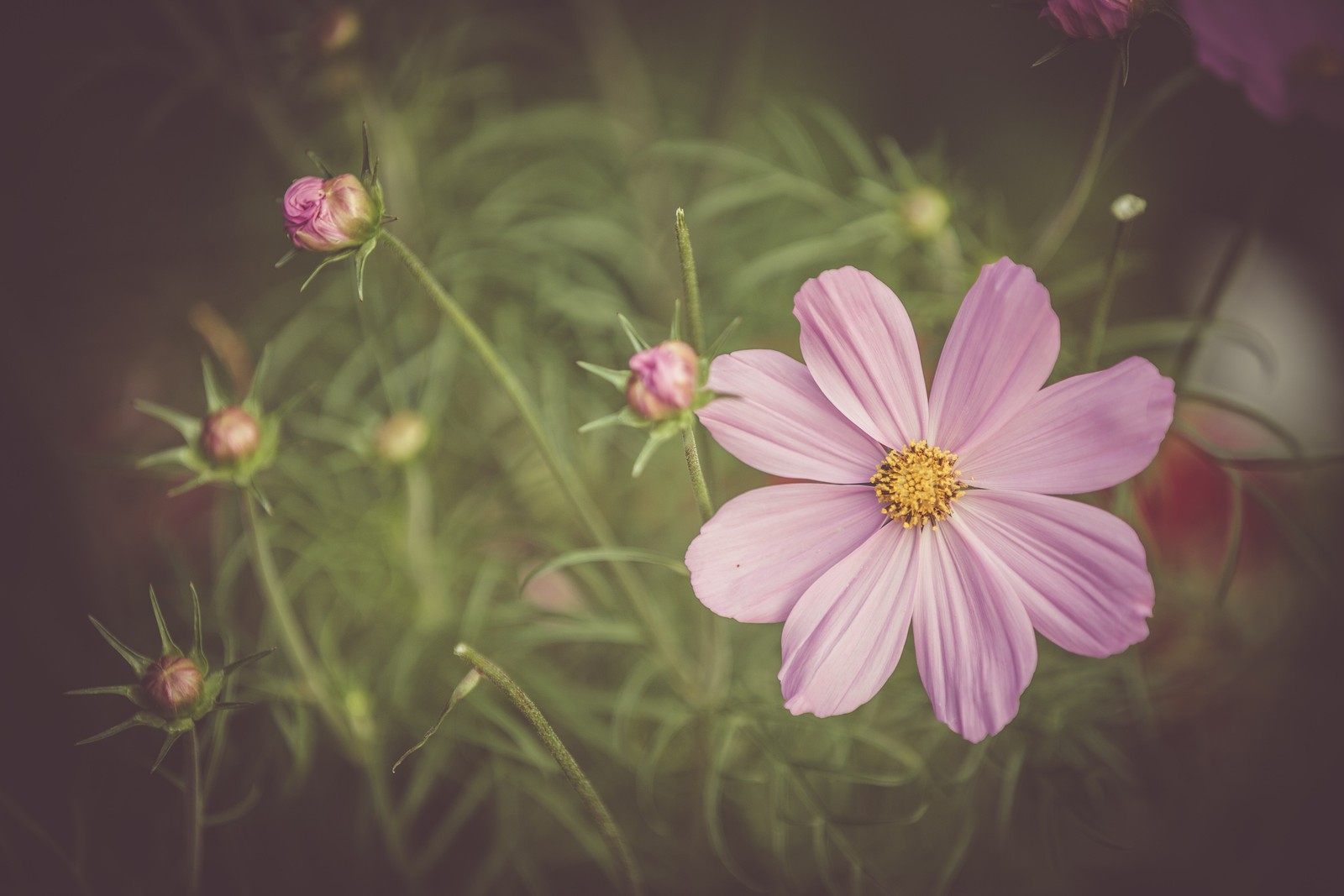 Il y a une fleur rose qui pousse dans l'herbe (cosmos de jardin, fleur, plante à fleurs, fleur sauvage, pétale)