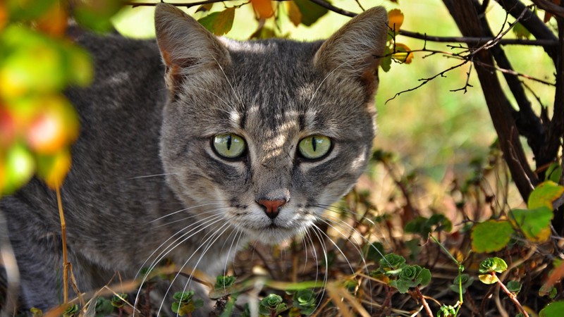 Кошка, стоящая в траве рядом с кустом (кот, котёнок, усы, полосатый кот, зелёный)