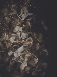 Des feuilles sèches et des brindilles disposées dans un motif complexe, évoquant un sentiment de calme et de beauté naturelle.