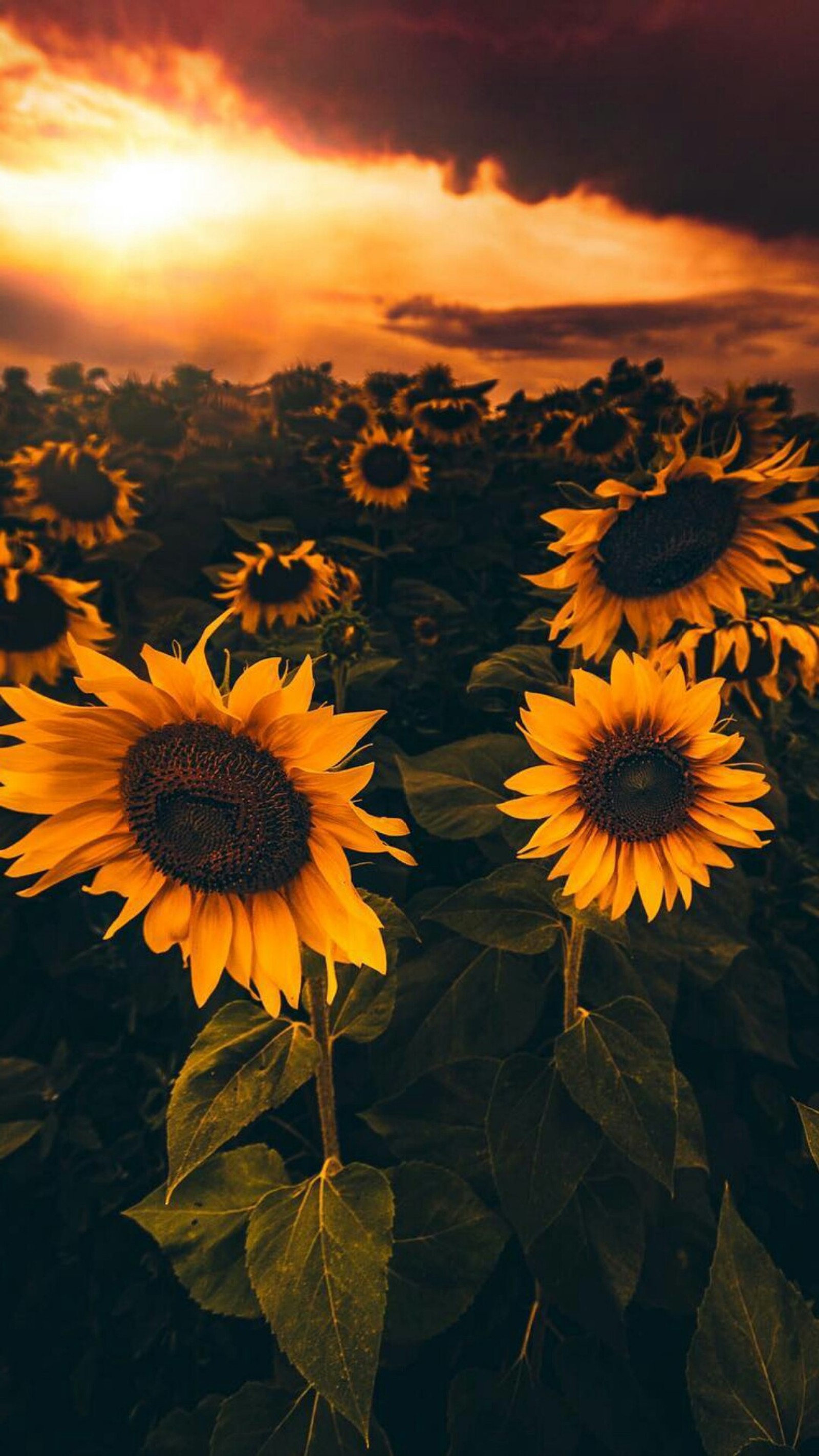 Hay muchos girasoles en un campo (flores, flor)