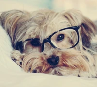 Un perro lindo con gafas de gran tamaño, que irradia encanto y humor.