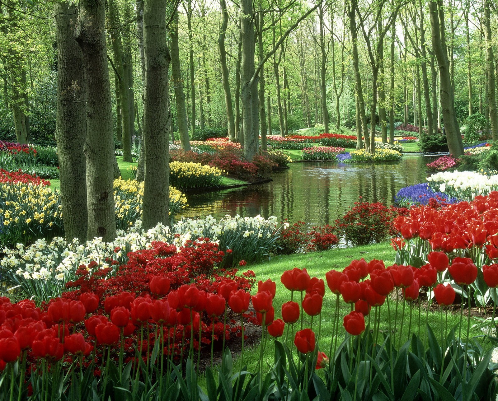 Un primer plano de un campo de flores cerca de un río (jardines de keukenhof, the netherlands, woods and stream)