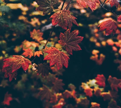 Hojas de otoño vibrantes en ricos tonos de rojo y naranja