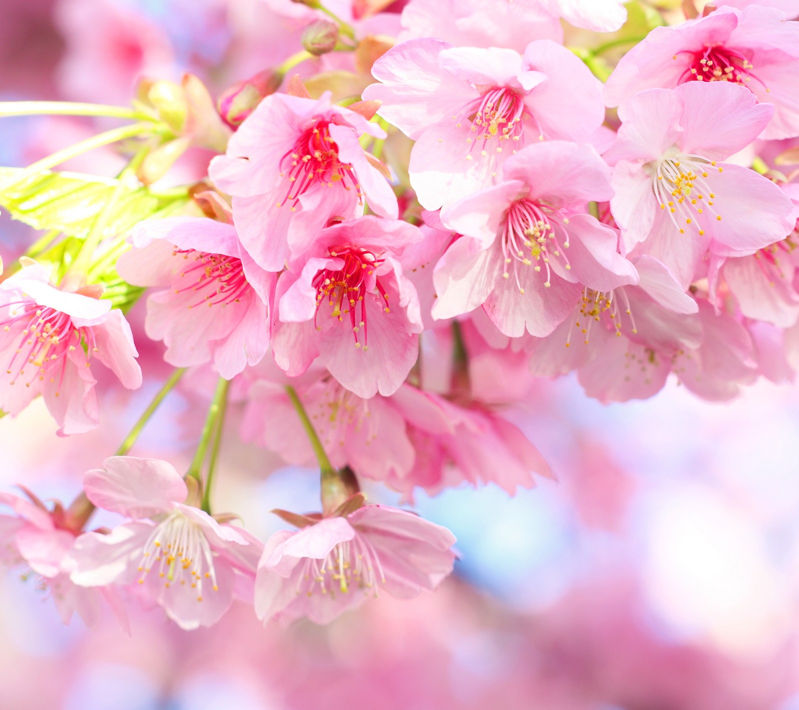 Gros plan d'une fleur rose sur un arbre (beau, floraison, nature, rose, sakura)