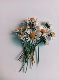 daisies, flower, flowers, hdwallpaper, snow