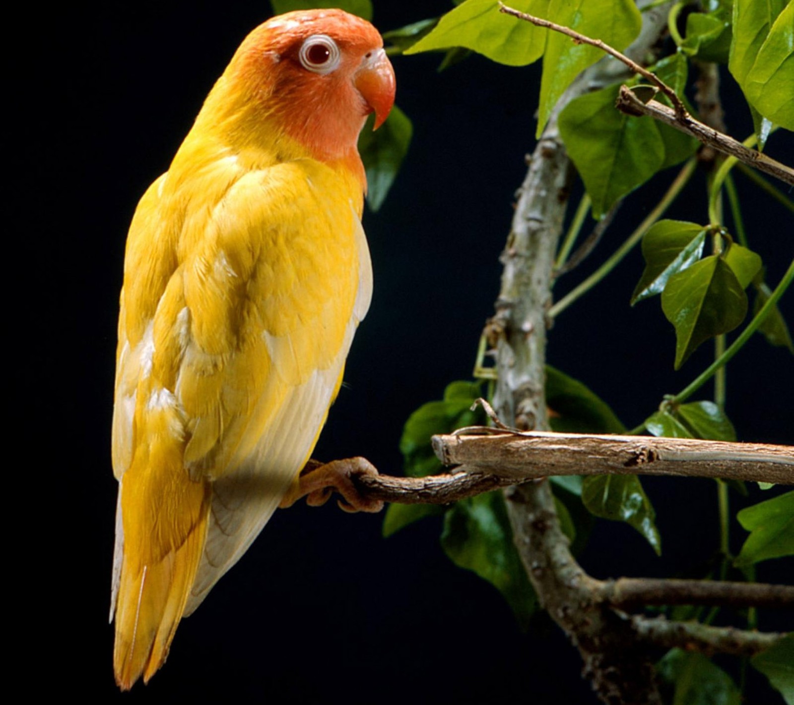 Es gibt einen gelben vogel, der auf einem ast sitzt (tiere, vogel, papagei, gelb)