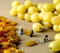 Trabalhadores em miniatura manuseando uvas e passas