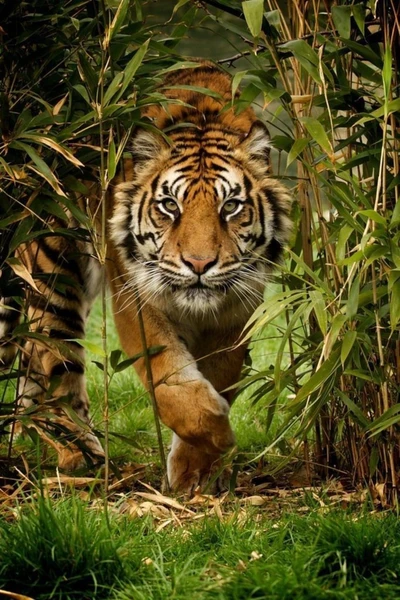 Tigre majestuoso emergiendo de la exuberante vegetación