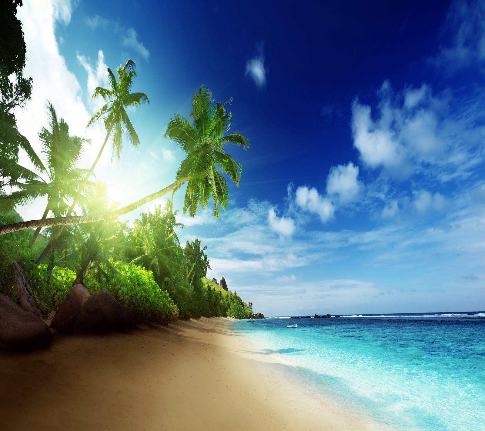 Una vista de una playa con palmeras y un cielo azul (playa, océano, árbol de palma, paraíso, orilla)