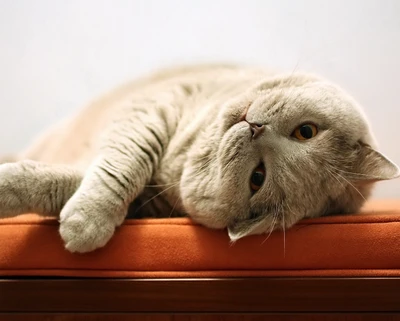 Flauschiges schlafendes Kätzchen mit adorablen Augen