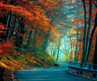 autumn, leaves, road