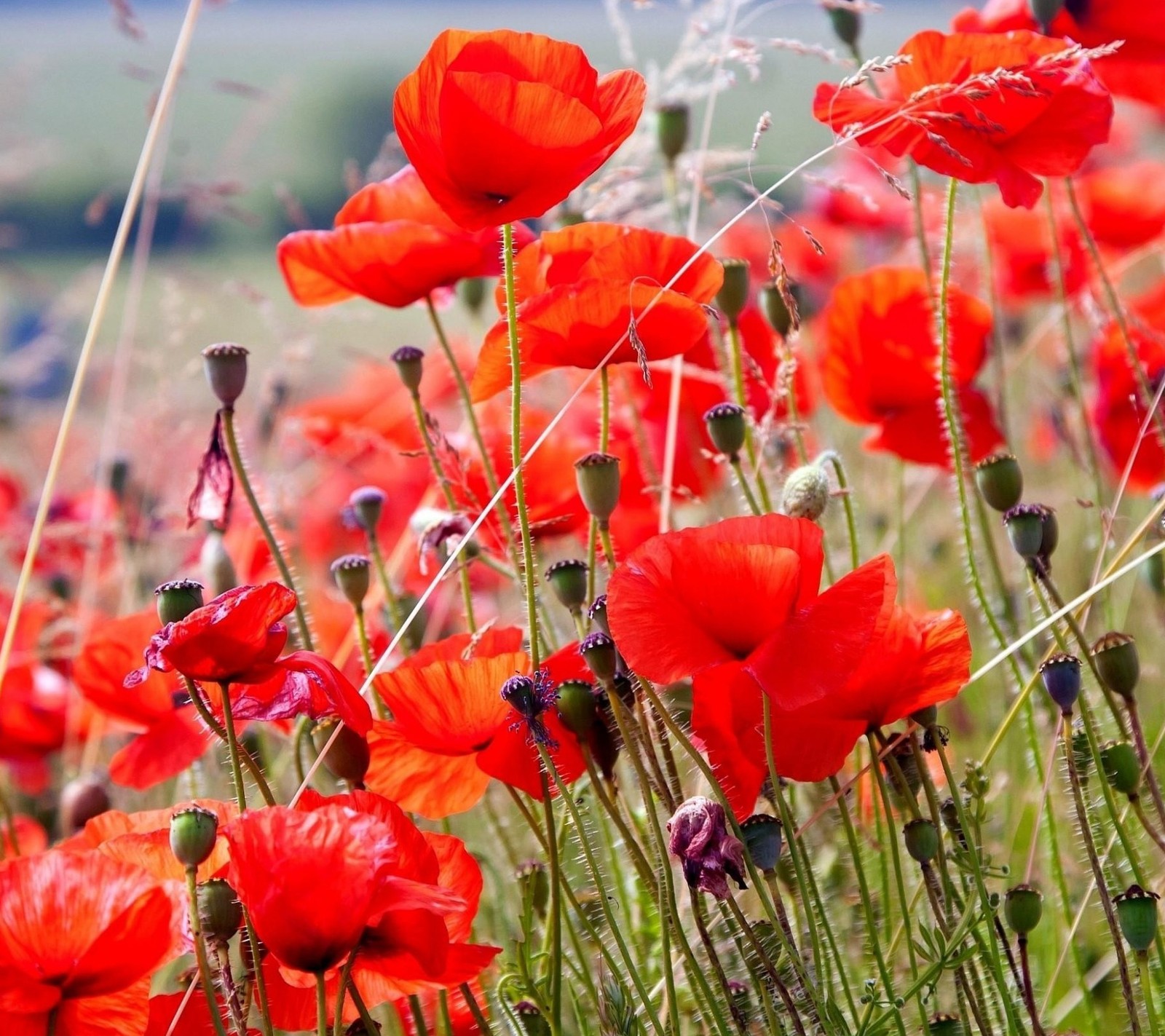 Es gibt viele rote blumen auf einem feld mit hohem gras (blume, mohnblumen)