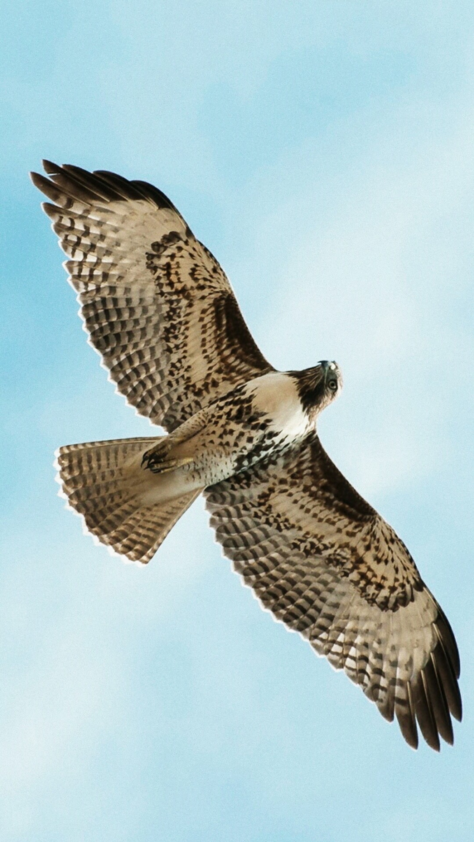 Il y a un oiseau volant dans le ciel avec les ailes déployées. (oiseau, ciel)