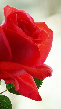 liebe, rot, rose