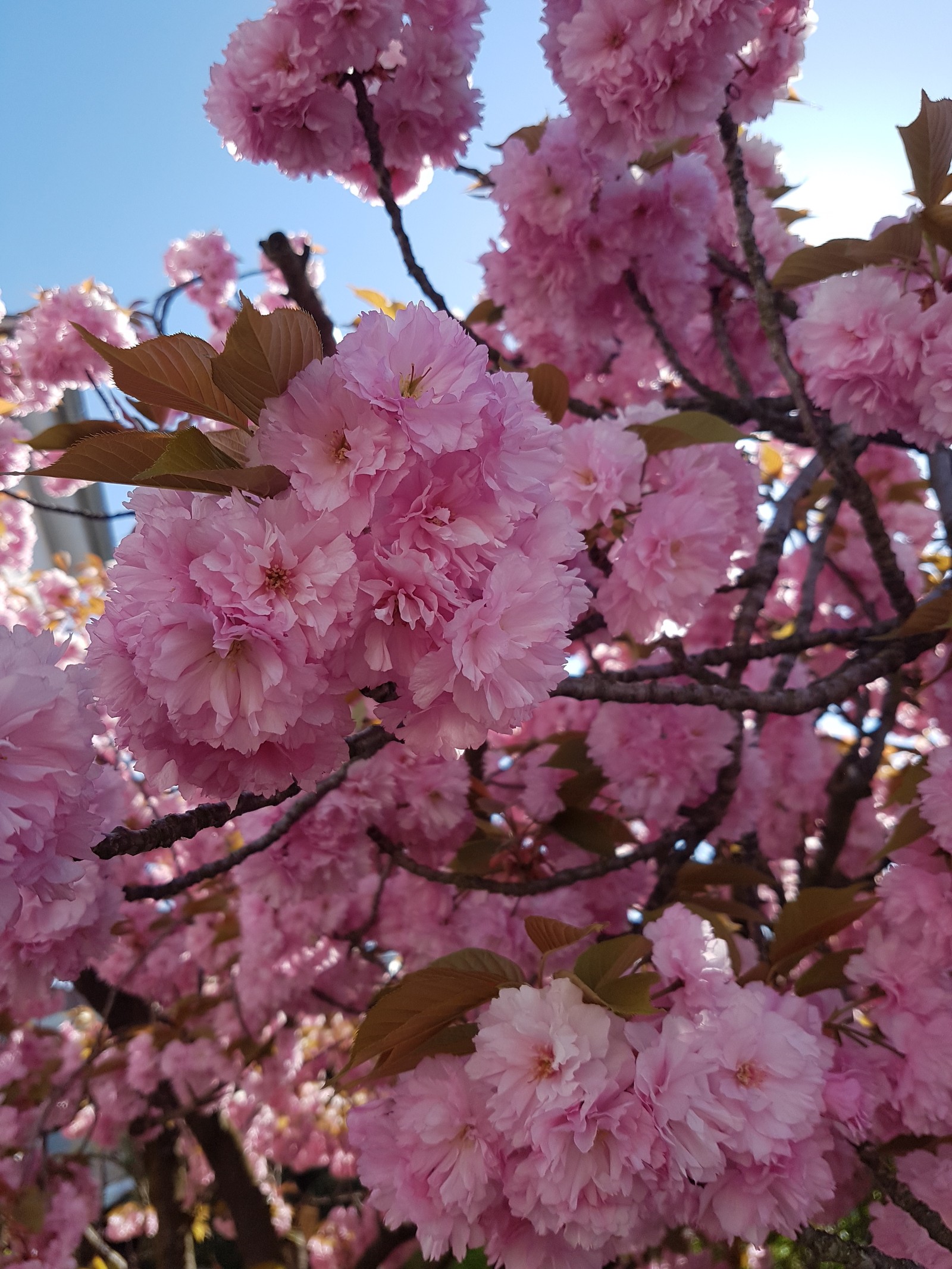 Existe uma árvore florida rosa com muitas flores rosas (flor, primavera)