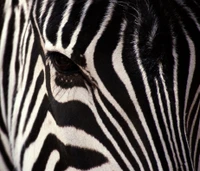 Close-up do rosto de uma zebra com padrões marcantes