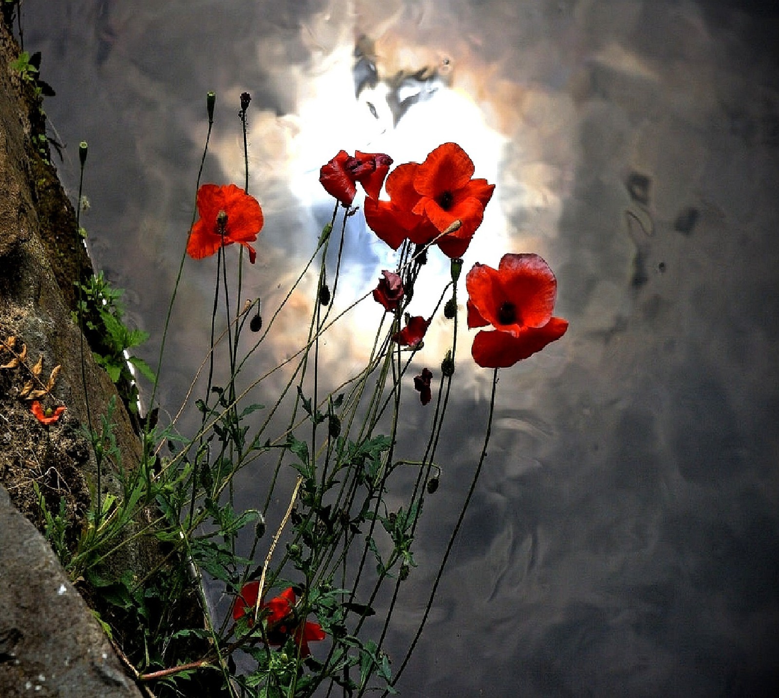 Il y a des fleurs rouges qui poussent d'une pierre (coquelicots)