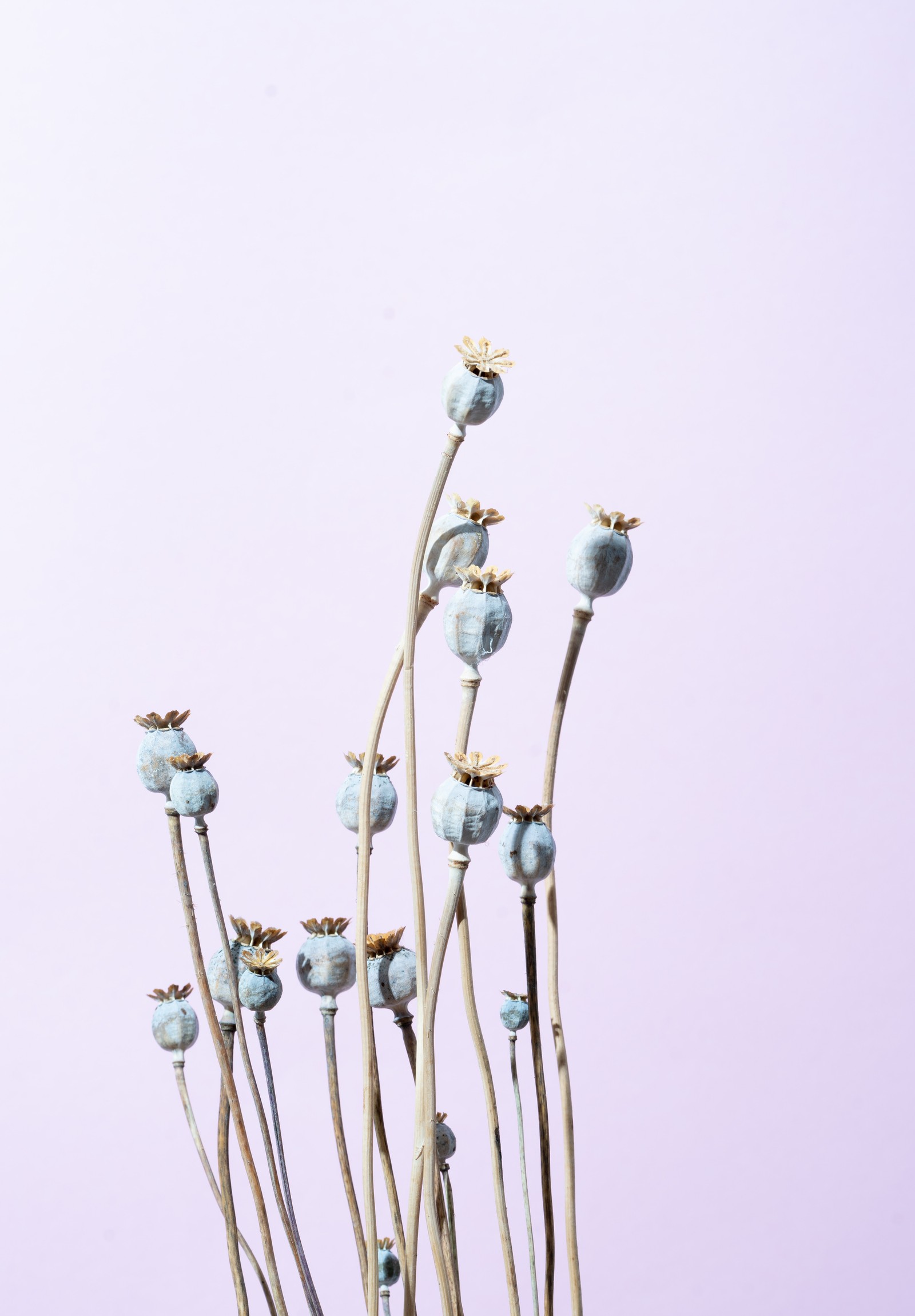 Il y a beaucoup de fleurs bleues dans un vase sur une table (bleu, métal, bourgeon, branche, fleur)