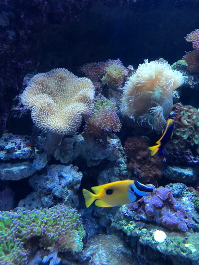 Recife de coral vibrante repleto de peixes coloridos e vida marinha diversificada, apresentando uma majestosa anêmona do mar e corais rochosos contra um fundo de água azul Majorelle.