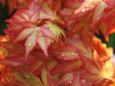 Follaje vibrante de otoño de un arce japonés con gotas de agua brillando en sus hojas rojas y naranjas.