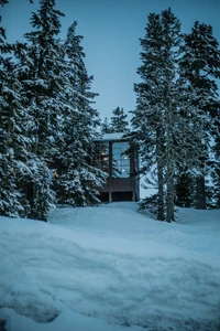 Modernes Winterrefugium umgeben von schneebedeckten Kiefern