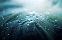 drop, water, dew, moisture, macro wallpaper