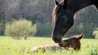 Bonding Moments: A Mare and Her Foal in a Lush Grassland