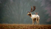 Paire de cerfs majestueux dans la sérénité automnale