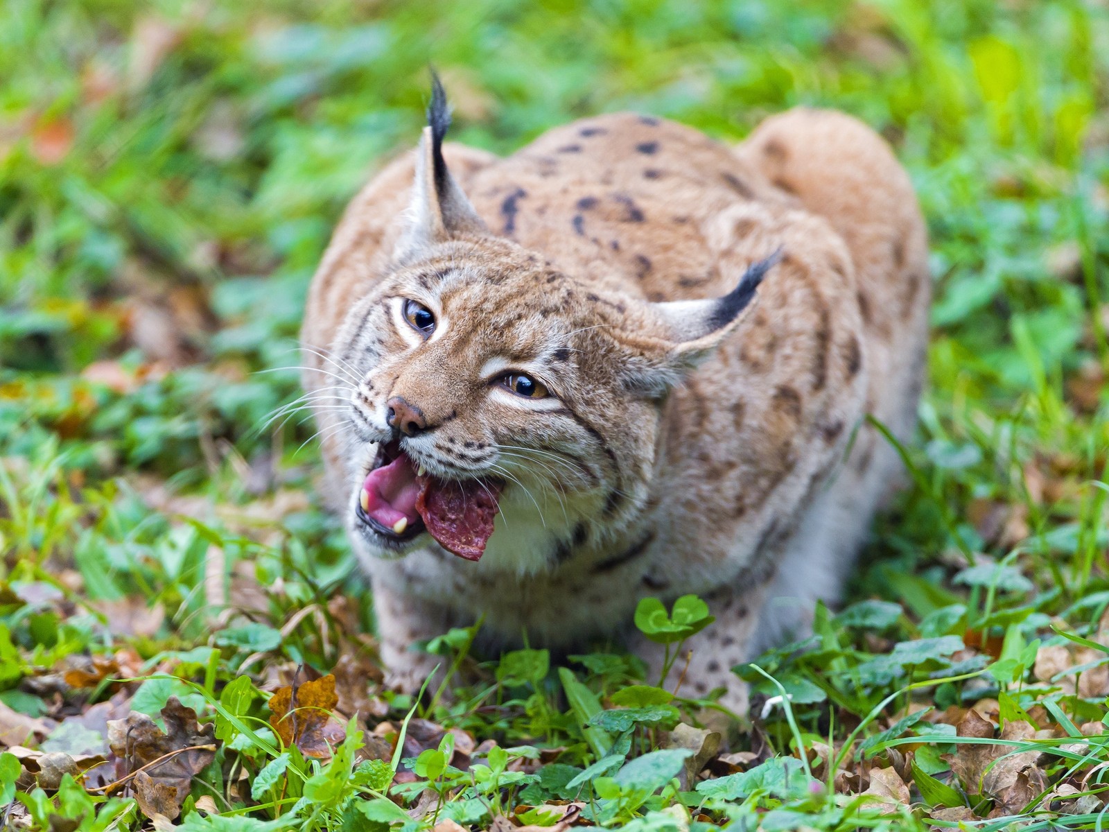 eurasian lynx, big cat, wildlife, terrestrial animal, small to medium sized cats wallpaper