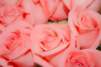 Beautiful Pink Floribunda Roses in Bloom