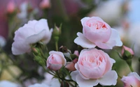 Delicate pink roses in full bloom, showcasing intricate petals amidst lush greenery.