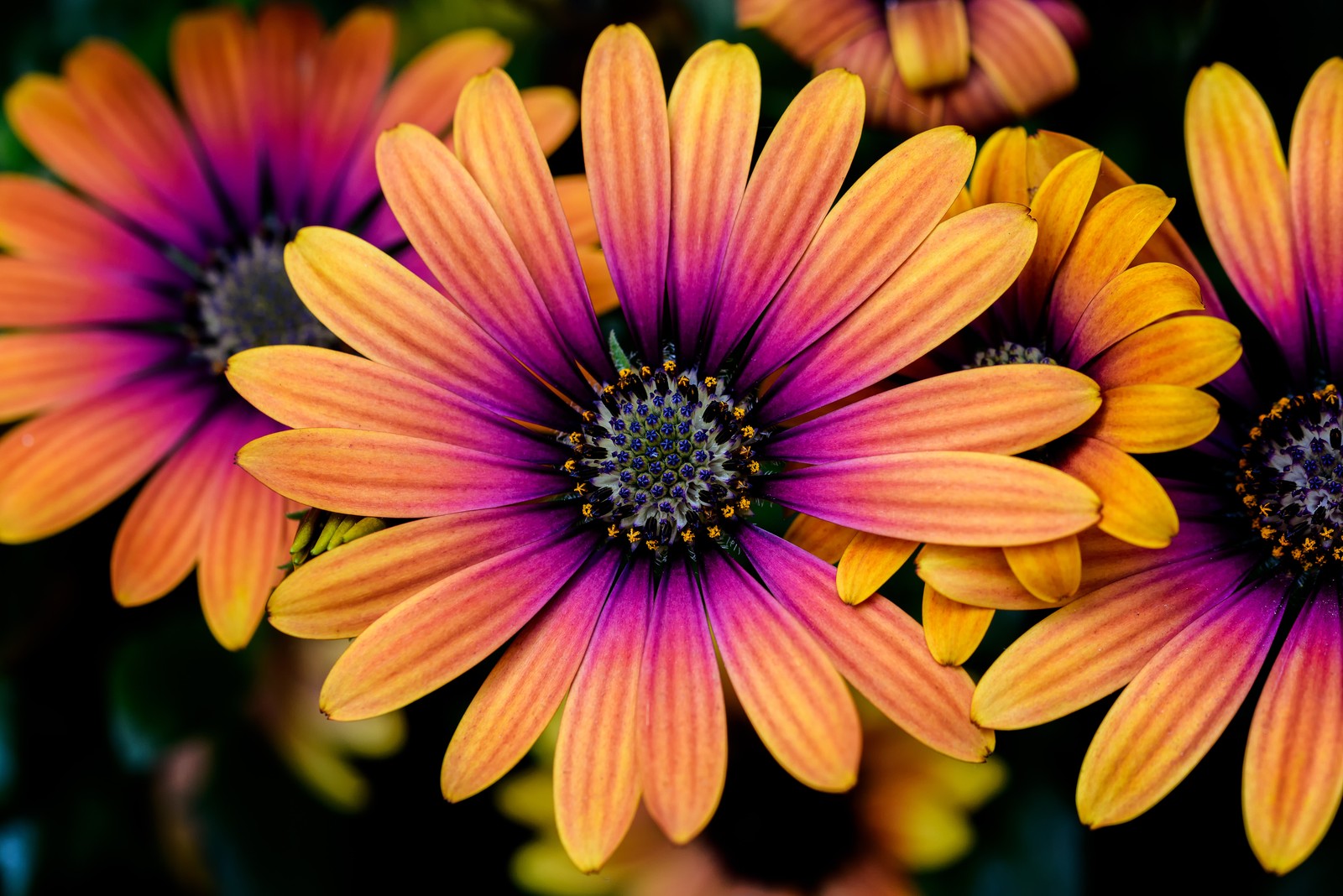 There are many orange and yellow flowers with purple centers (daisy flowers, colorful flowers, yellow, pink, closeup)