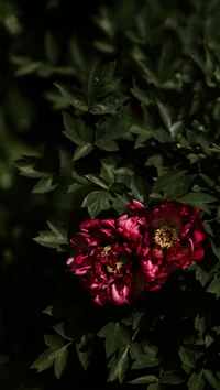 Vibrant Red Peonies Among Lush Green Leaves