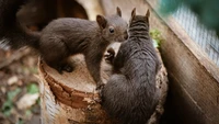 Zwei Eichhörnchen erkunden spielerisch einen Holzstumpf