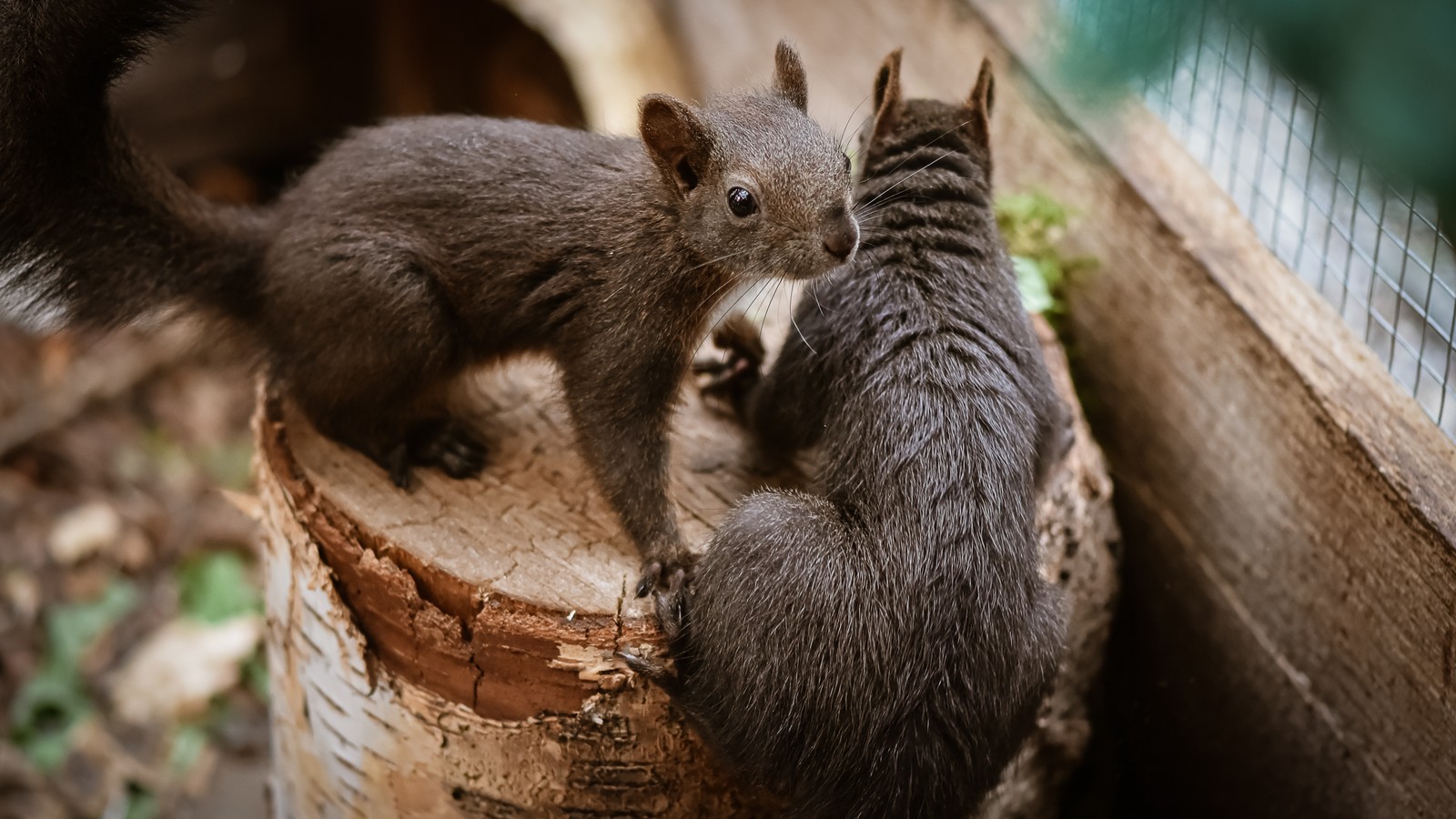 Hay dos pequeños gatitos jugando entre sí sobre un tronco (rompecabezas, planta, roedor, madera, bigotes)