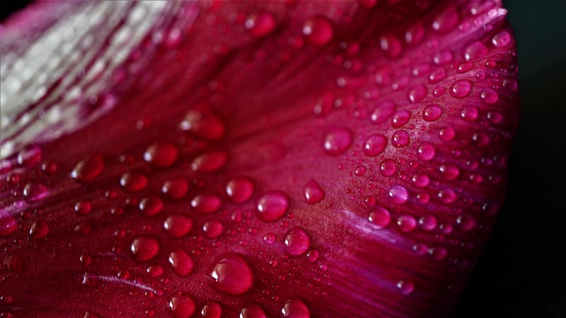 Ближний план красного цветка с каплями воды на нем (pink tulip petal, цветок тюльпана, крупный план, макро, капли воды)